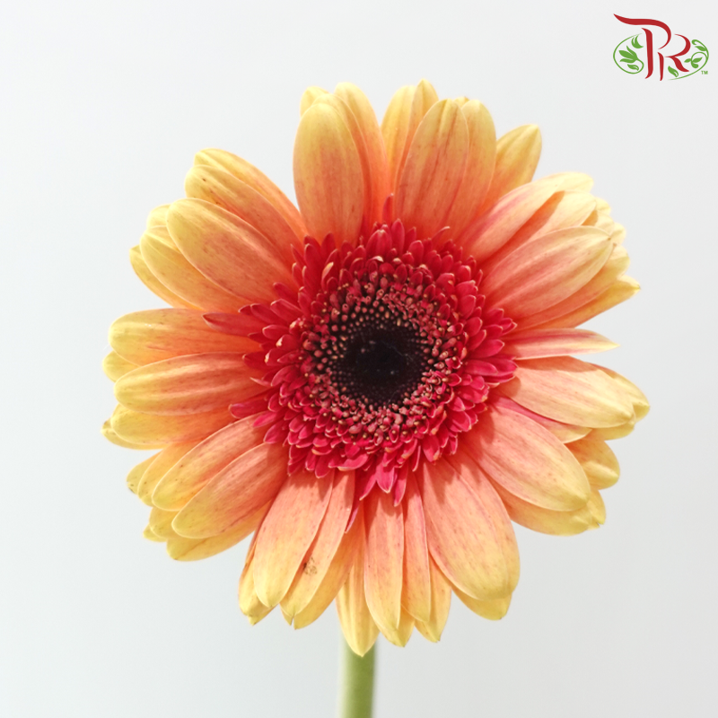 Gerbera - Milky Peach (9-10 Stems)