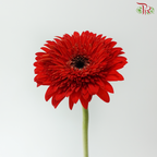Gerbera - Crimson Red (9-10 Stems)