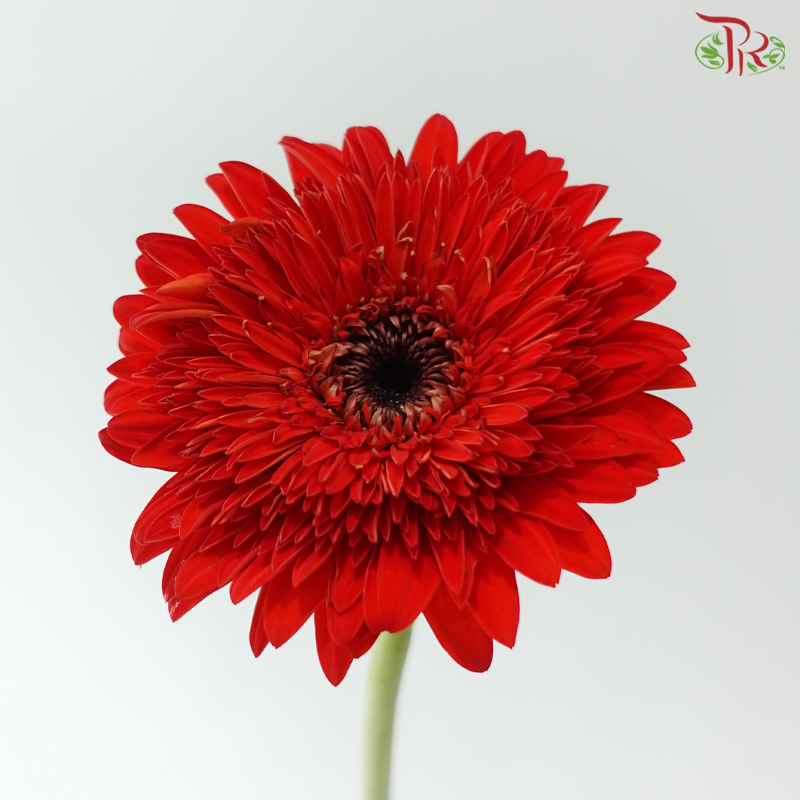 Gerbera - Crimson Red (9-10 Stems)