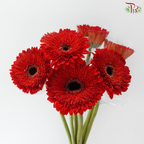 Gerbera - Crimson Red (9-10 Stems)