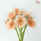 Gerbera Mini - Light Peach With Green Heart (9-10 Stems)
