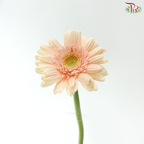 Gerbera Mini - Light Peach With Green Heart (9-10 Stems)