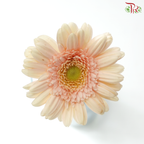 Gerbera Mini - Light Peach With Green Heart (9-10 Stems)