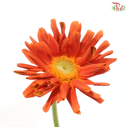 Gerbera Gemini / Pasta - Orange (9-10 stems)