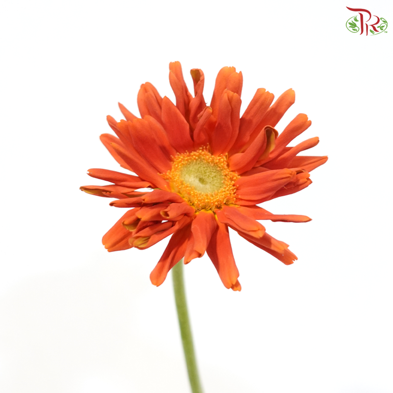 Gerbera Gemini / Pasta - Orange (9-10 stems)