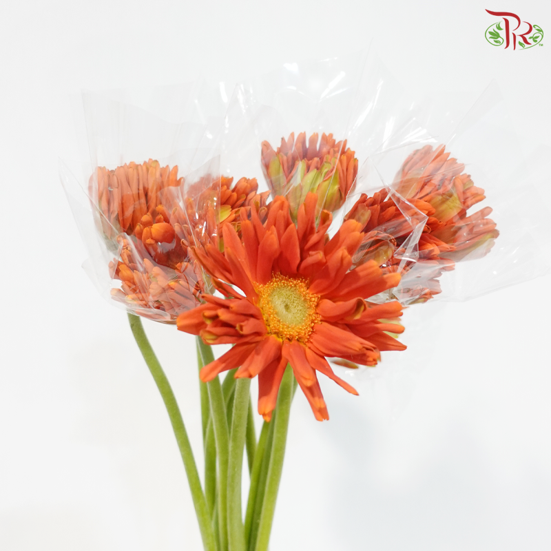 Gerbera Gemini / Pasta - Orange (9-10 stems)