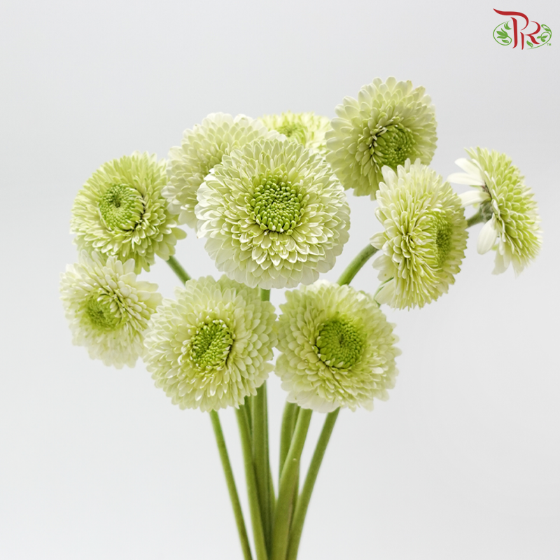 Gerbera Mini - Green (9-10 Stems)