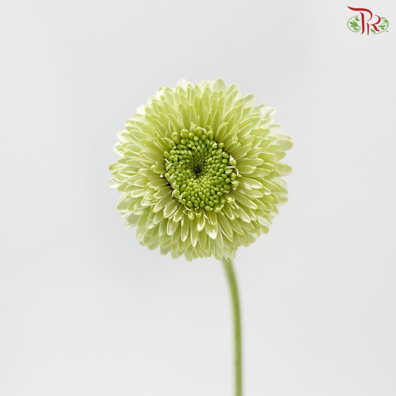 Gerbera Mini - Green (9-10 Stems)