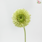 Gerbera Mini - Green (9-10 Stems)