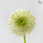 Gerbera Mini - Green (9-10 Stems)