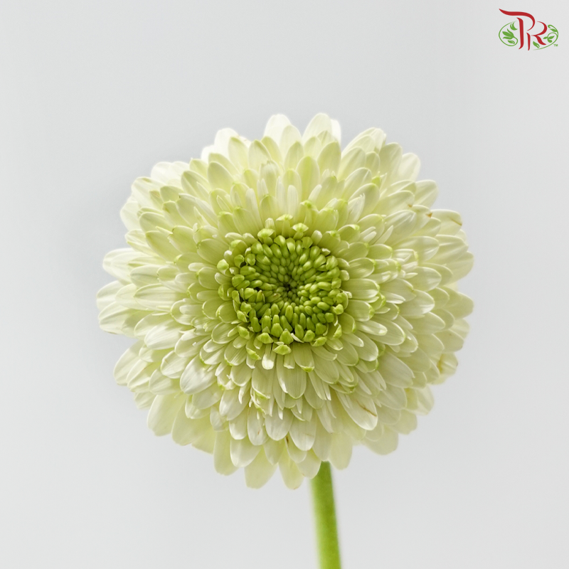 Gerbera Mini - Green (9-10 Stems)