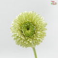Gerbera Mini - Green (9-10 Stems)