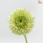 Gerbera Mini - Green (9-10 Stems)