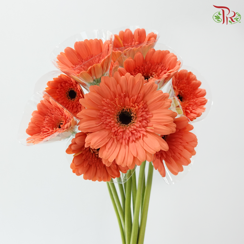 Gerbera - Peach Orange (9-10 Stems)