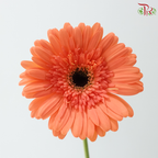 Gerbera - Peach Orange (9-10 Stems)