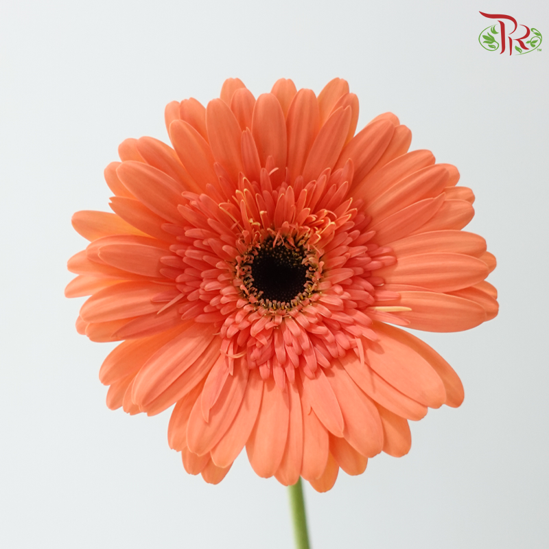 Gerbera - Peach Orange (9-10 Stems)