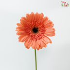 Gerbera - Peach Orange (9-10 Stems)