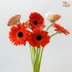 Gerbera - Candy Apple Red (9-10 Stems)