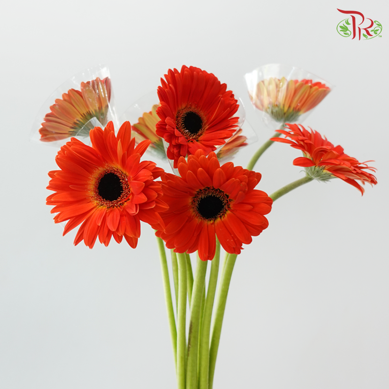 Gerbera - Candy Apple Red (9-10 Stems)
