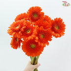 Gerbera - Orange With Green Heart (9-10 Stems)