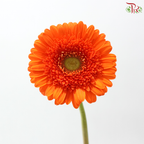 Gerbera - Orange With Green Heart (9-10 Stems)