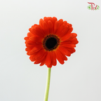 Gerbera - Candy Apple Red (9-10 Stems)
