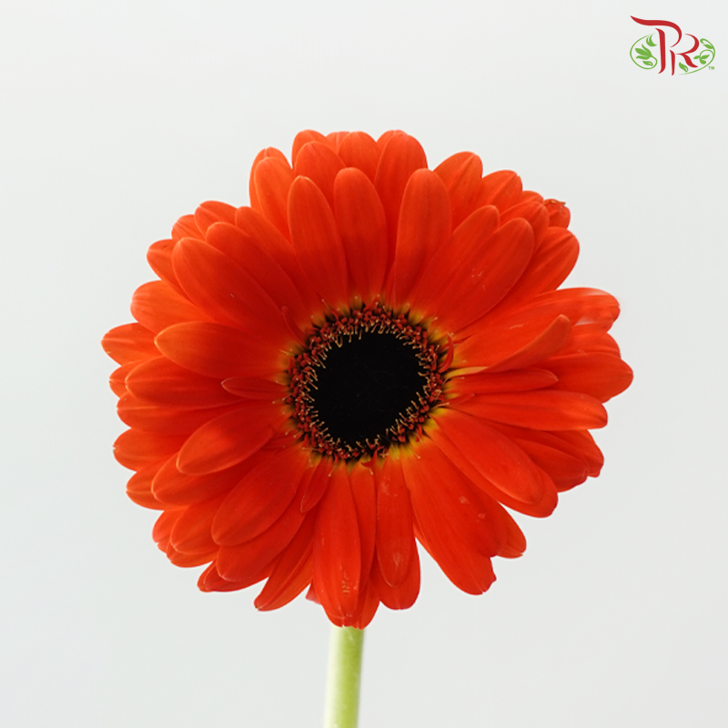 Gerbera - Candy Apple Red (9-10 Stems)