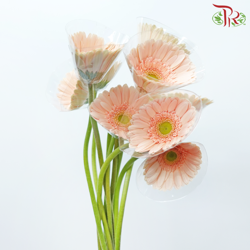 Gerbera - Light Peach With Green Heart (9-10 Stems)