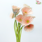 Gerbera - Light Peach With Green Heart (9-10 Stems)