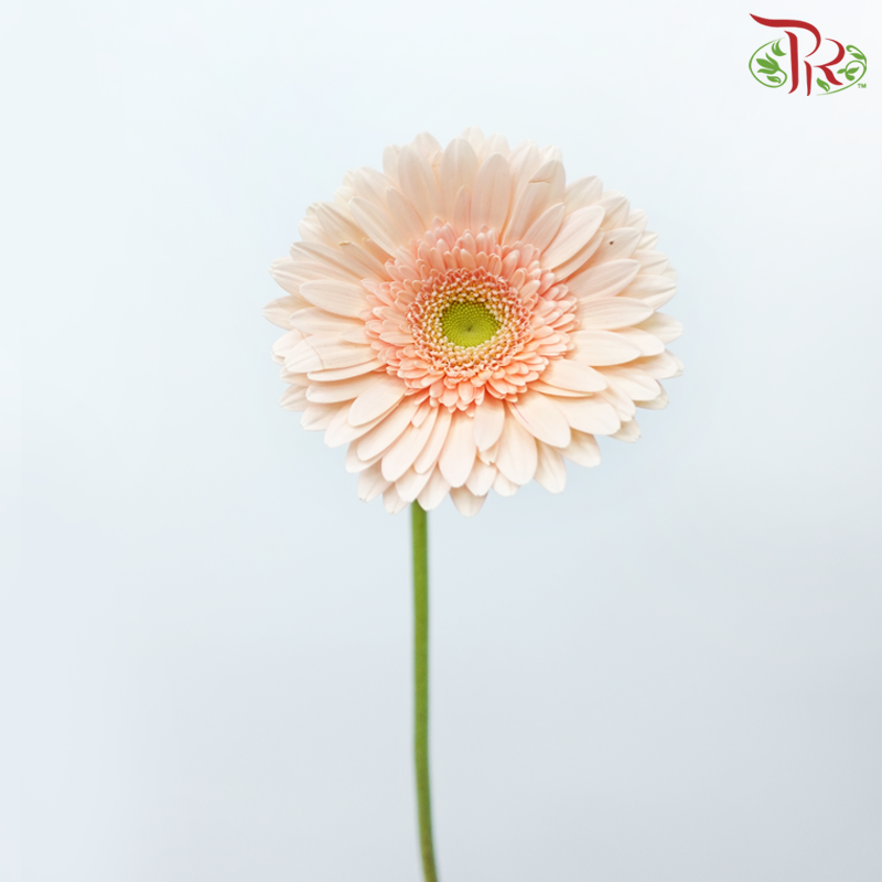 Gerbera - Light Peach With Green Heart (9-10 Stems)