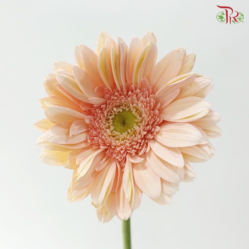 Gerbera - Champagne With Green Heart (9-10 Stems)