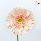 Gerbera - Light Peach With Green Heart (9-10 Stems)