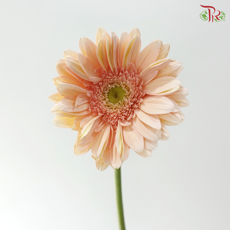 Gerbera - Champagne With Green Heart (9-10 Stems)