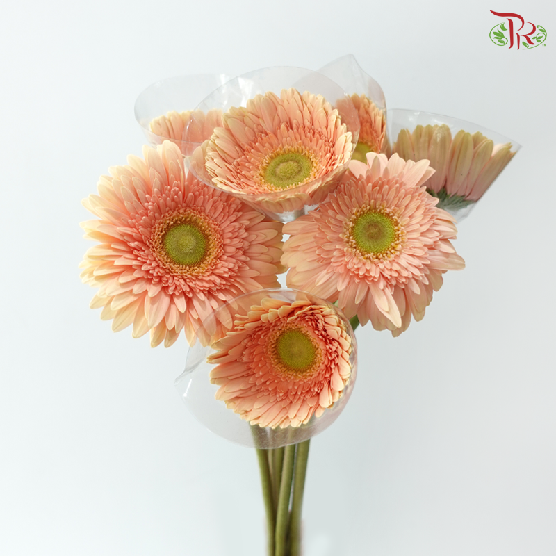 Gerbera - Peach Noblesse (9-10 Stems)