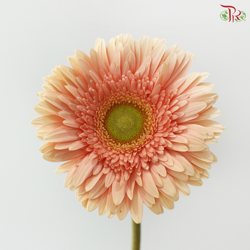 Gerbera - Peach Noblesse (9-10 Stems)