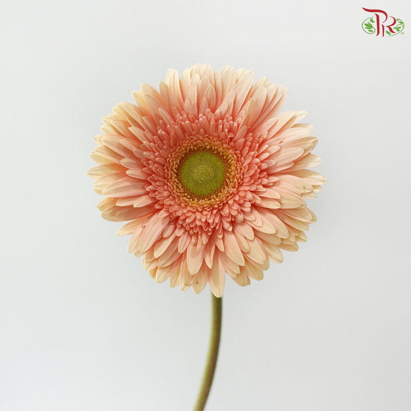 Gerbera - Peach Noblesse (9-10 Stems)