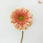 Gerbera - Peach Noblesse (9-10 Stems)