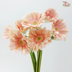 Gerbera - Champagne With Green Heart (9-10 Stems)