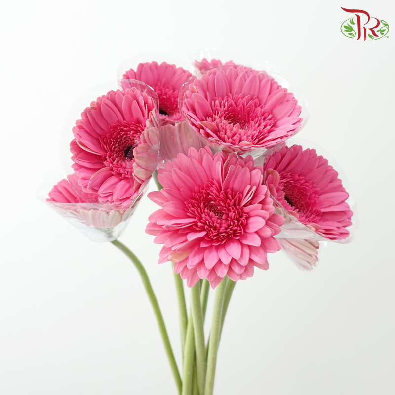 Gerbera - Litchi Pink (9-10 Stems)