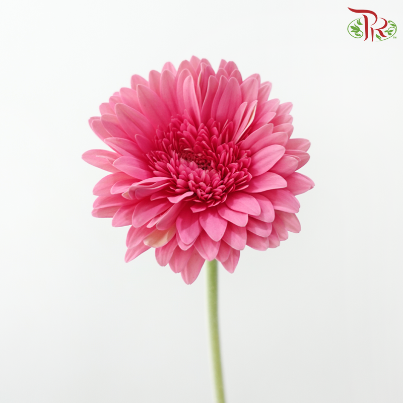 Gerbera - Litchi Pink (9-10 Stems)