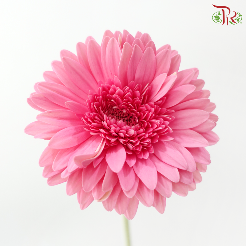 Gerbera - Litchi Pink (9-10 Stems)
