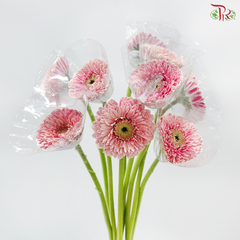 Gerbera Mini - Pink (9-10 Stems)