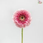 Gerbera Mini - Pink (9-10 Stems)