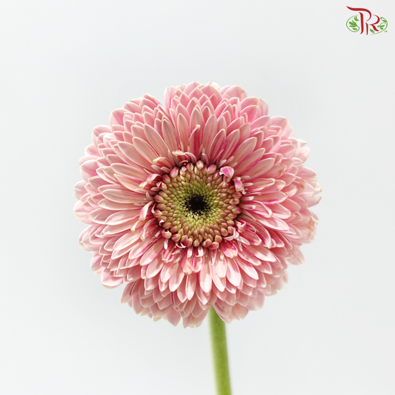 Gerbera Mini - Pink (9-10 Stems)