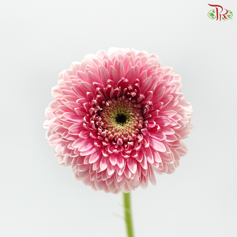Gerbera Mini - Pink (9-10 Stems)