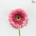 Gerbera Mini - Pink (9-10 Stems)