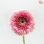 Gerbera Mini - Pink (9-10 Stems)