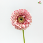 Gerbera Mini - Pink (9-10 Stems)