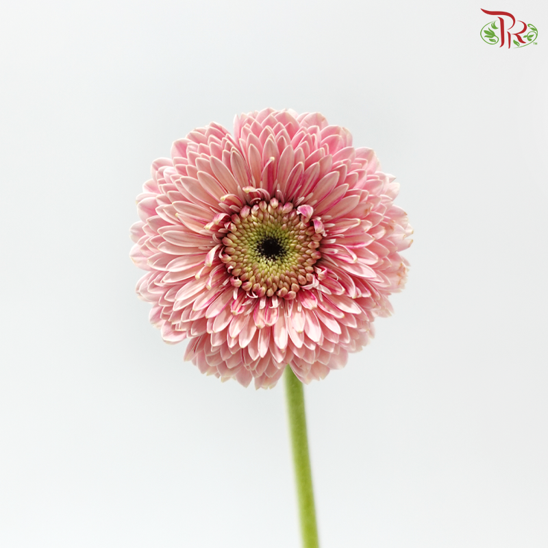 Gerbera Mini - Pink (9-10 Stems)