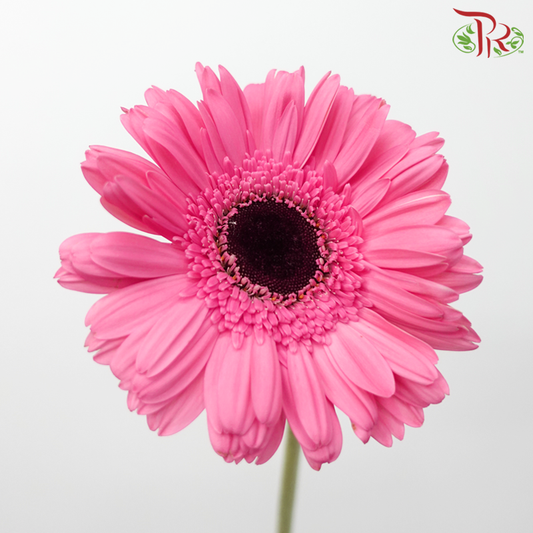 Gerbera - Bright Pink With Black Heart (9-10 Stems)